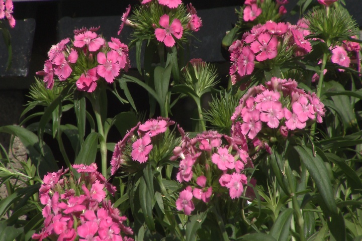 Is it time to plant my pansies? 